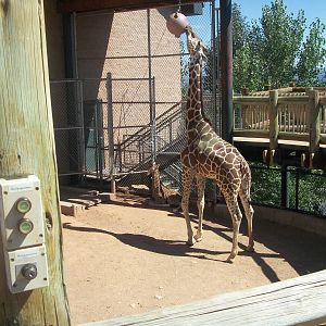 Newly Born Giraffe in fraternity yard -CMZ July 2012