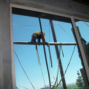 Orangutan -CMZ July 2012