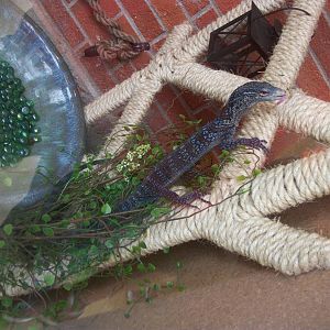 Blue Monitor-CMZ July 2012