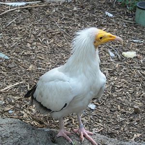 Egyptian Vulture