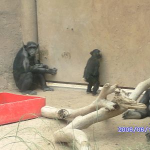 Chimp being surprisingly human
