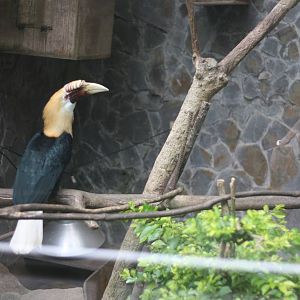 hornbill