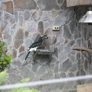 Hornbill