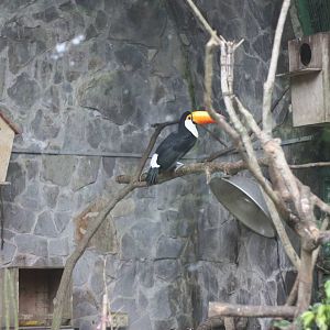 Toucan