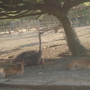 Formosan Sika and Ostrich