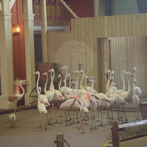 Flamingoes