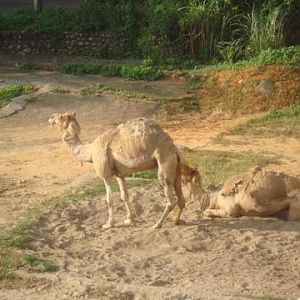 Camels