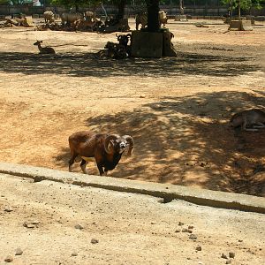 Mouflon