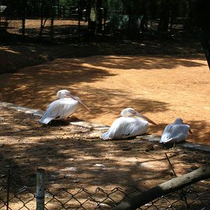 Pelicans