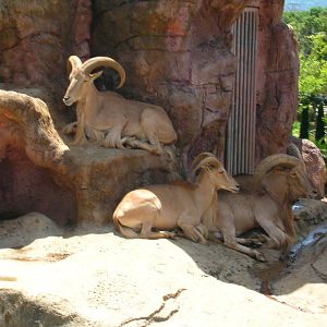 Aoudad
