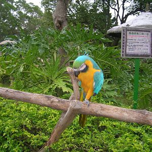 Macaw