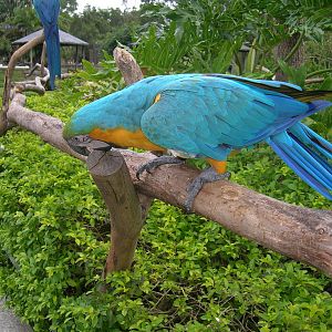 Macaw