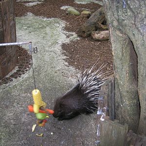 Porcupine