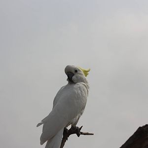 Cockatoo