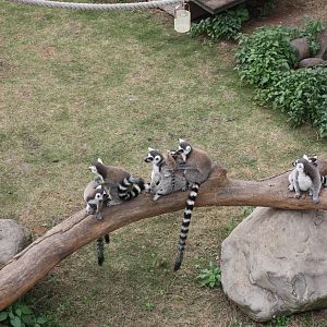 Ring-Tailed Lemurs