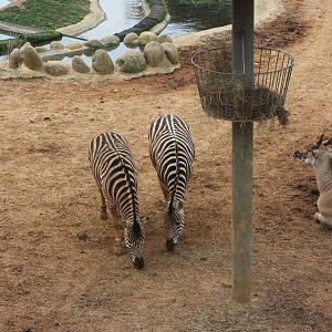 Zebra and Eland