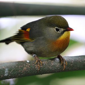 Peking Robin