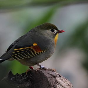 Peking Robin