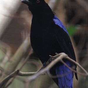 Fairy Bluebird