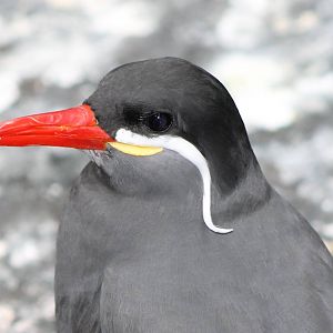 close-up inca tern