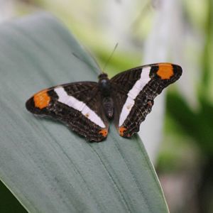 Butterfly species ID?