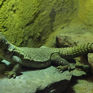 uromastrix species