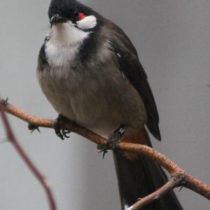 red-whiskered bulbul