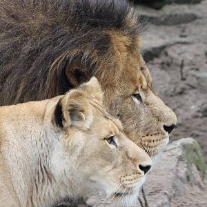 pair of lions