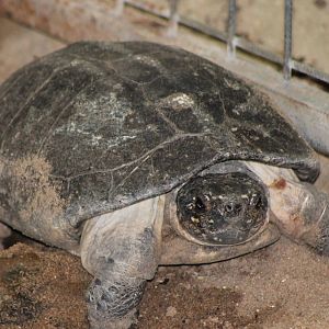 turle species ID needed