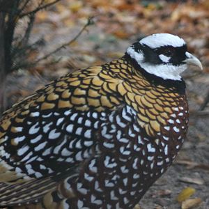 reeves pheasant male