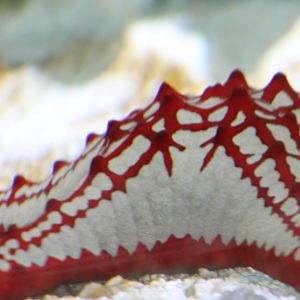 sea star species