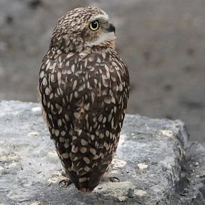 burrowing owl
