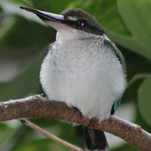 Mangrove kingfisher