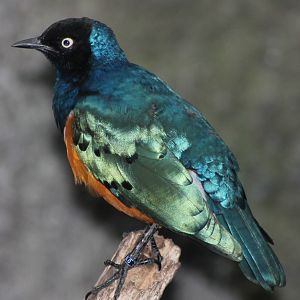 Superb starling