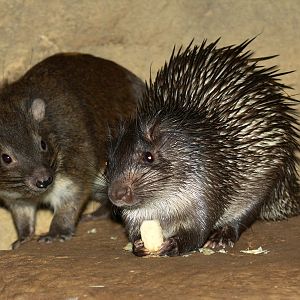 African Brush-Tailed Porcupine and Tree Hyrax