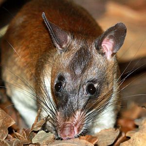 Emin's Pouched Rat (Cricetomys emini)