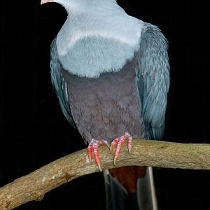 Spotted Imperial-pigeon (Ducula carola)