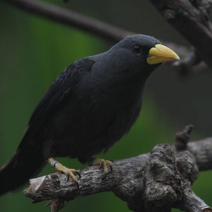 More ID Help Needed, Please