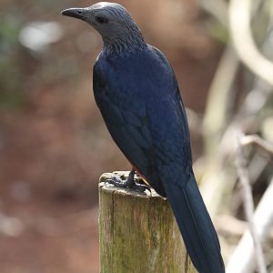 More ID Help Needed, Please