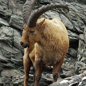 West Caucasian Tur (Capra caucasica)