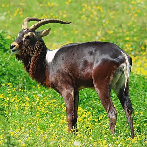Nile Lechwe (Kobus megaceros)