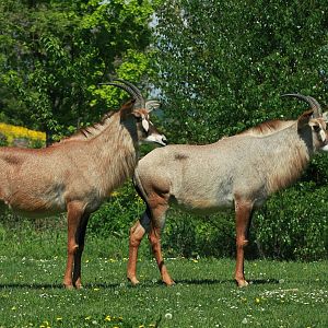 Roan Antelope (Hippotragus equinus)