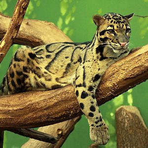 Clouded Leopard (Neofelis nebulosa)