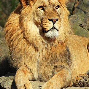 Barbary Lion (Panthera leo leo)