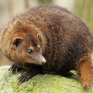 Common Kusimanse (Crossarchus obscurus)