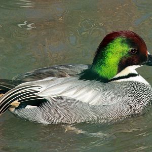 Falcated Duck (Anas falcata)