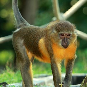 Golden-bellied Mangabey (Cercocebus chrysogaster)