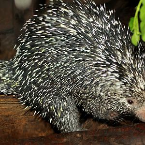 Brazilian Porcupine (Coendou prehensilis)
