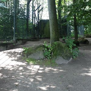 Aalborg Zoo - Wild dog exhibit