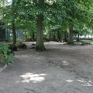 Aalborg Zoo - Wild dog exhibit